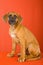 Rhodesian Ridgeback puppy on orange background