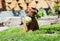 Rhodesian Ridgeback puppy playing with ball