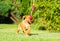 Rhodesian Ridgeback puppy playing with toy