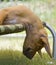 Rhodesian Ridgeback puppy in sleeping position