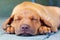 Rhodesian Ridgeback puppy tired