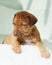 Rhodesian Ridgeback puppy on white