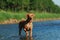 Rhodesian ridgeback in river