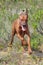 Rhodesian ridgeback running