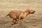 Rhodesian ridgeback running