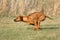 Rhodesian ridgeback running