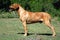 Rhodesian Ridgeback standing