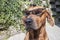 Rhodesian ridgeback with sunglasses