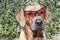 Rhodesian ridgeback with sunglasses