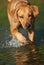 Rhodesian ridgeback in water