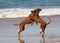 Rhodesian Ridgebacks on the beach