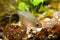 Rhodeus amarus, European bitterling, young male freshwater fish search for food in leaf litter in biotope aquarium