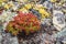 Rhodiola flowers mountains red closeup