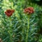 Rhodiola linearifolia is close