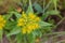 Rhodiola rosea commonly golden root, rose root, roseroot, western roseroot