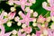 Rhodiola rosea flowering, medicinal plant closeup macro shot
