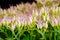 Rhodiola rosea flowering, medicinal plant closeup macro shot