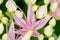 Rhodiola rosea flowering, medicinal plant closeup macro shot