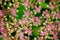 Rhodiola rosea flowering, medicinal plant closeup macro shot