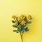Rhodiola rosea flowers against pastel yellow background.