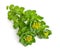 Rhodiola rosea or golden root, rose root, roseroot, Aaron`s rod, Arctic root, king`s crown, lignum rhodium, orpin rose