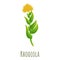 Rhodiola rosea icon, cartoon style