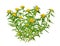 Rhodiola rosea plant commonly golden root, rose root, roseroot,