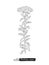 Rhodiola rosea vector sketch