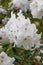 Rhododendron aberconwayi, white flowers spotted purple