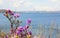 Rhododendron against the background of the bridge and the sea