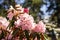 Rhododendron aganniphum flowers in full bloom in spring