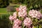 Rhododendron aganniphum flowers in full bloom in spring