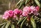 Rhododendron aganniphum flowers in full bloom in spring