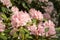 Rhododendron aganniphum flowers in full bloom in spring