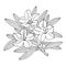 Rhododendron or Alpine rose. Evergreen alpine mountain shrub. Hand drawn contour vector illustration. Outline flower isolated on