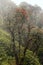 Rhododendron Arboreum blossom in mist