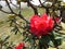 Rhododendron arboreumThe plant is known as Maha ratmal, Maha Rath Mal, Asela mal in Sinhala