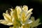 Rhododendron aureum. Blooming yellow flowers on black background