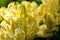 Rhododendron aureum. Blooming yellow flowers in the spring garden in May