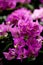 Rhododendron azaleas garden flower
