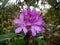 Rhododendron with background foliage