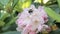 Rhododendron and bee drink nectar