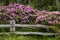 Rhododendron Blanket Rail Fence