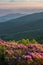 Rhododendron bloom, Appalachian Mountains, tennessee