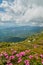 Rhododendron blooming flowers in Carpathian mountains on the blurred foreground. Chervona Ruta. Mountains landscape background