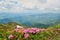 Rhododendron blooming flowers in Carpathian mountains. Chervona Ruta blossoming. Mountains landscape background