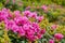 Rhododendron blooming flowers in Carpathian mountains. Chervona Ruta. Pink rare flowers background