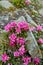 Rhododendron blooming flowers in Carpathian mountains on the wild stones. Chervona Ruta. Pink rare flowers background