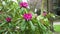 Rhododendron blooming flowers in the park.