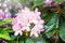 Rhododendron blooming flowers in the spring garden